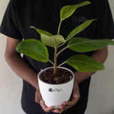 Ficus altissima, with 5.5 inches white decor pot